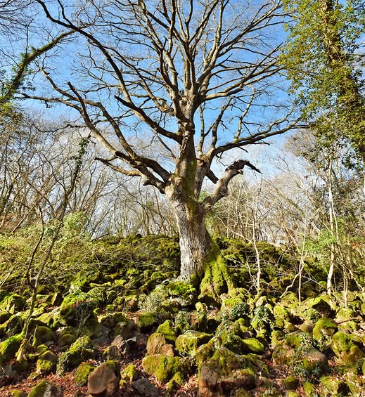 Progetto di conservazione e salvaguardia degli Alberi Monumentali nella Riserva Naturale Regionale Selva del Lamone