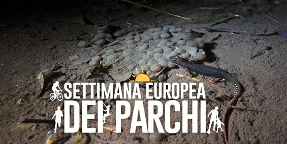 Alla scoperta della Salamandrina