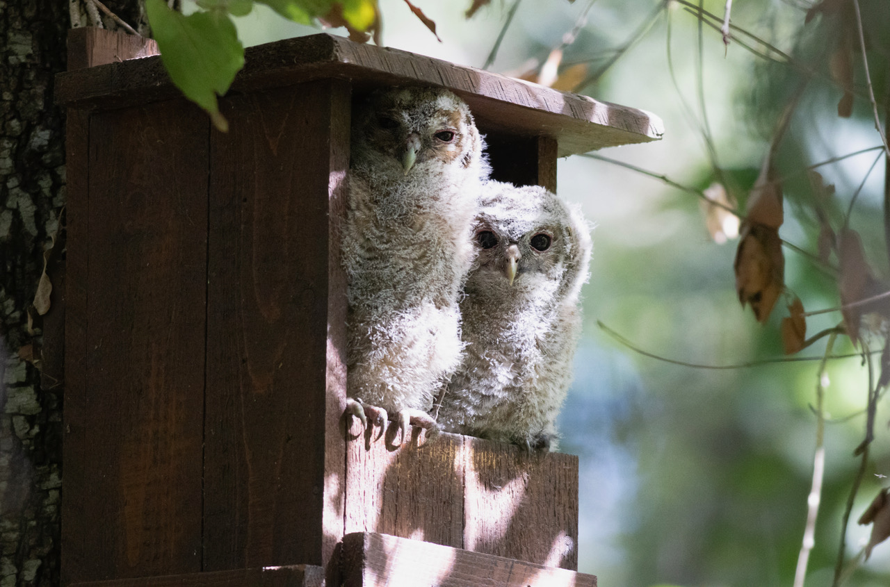 VIVI I PARCHI DEL LAZIO