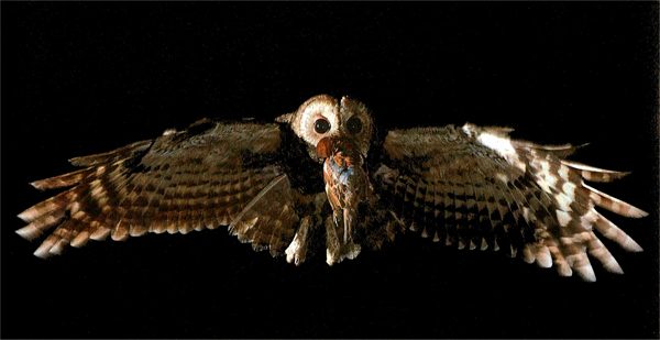 Allocco con preda - fonte Web