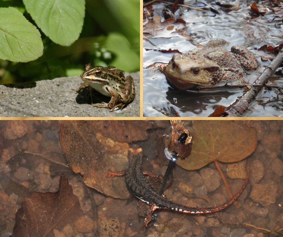 Il mondo nascosto degli anfibi