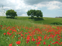 Giorniverdi - La storia della Tenuta dei Massimi:dal paleolitico al Corviale - Riserva Naturale della Tenuta dei Massimi