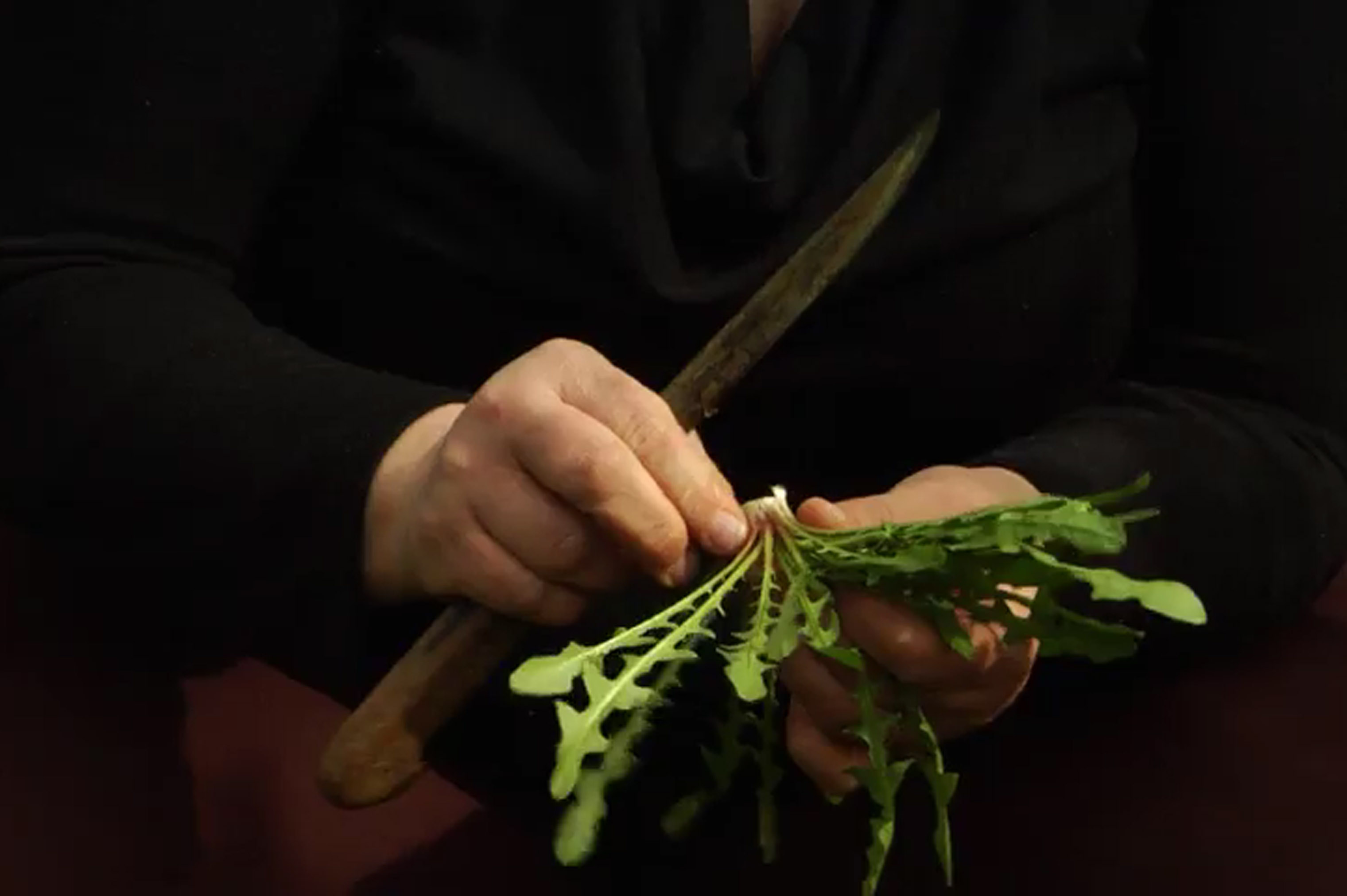 pulitura della cicoria