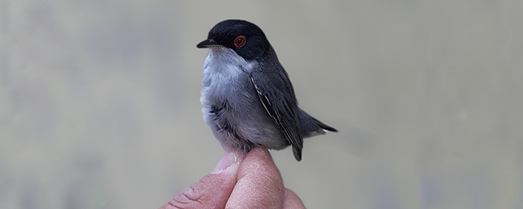 Riapre a Gianola la stazione di inanellamento dell'avifauna migratrice