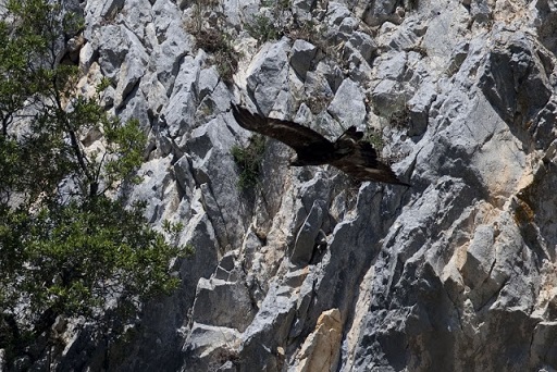 L'Aquila Reale torna a nidificare sui Monti Navegna e Cervia