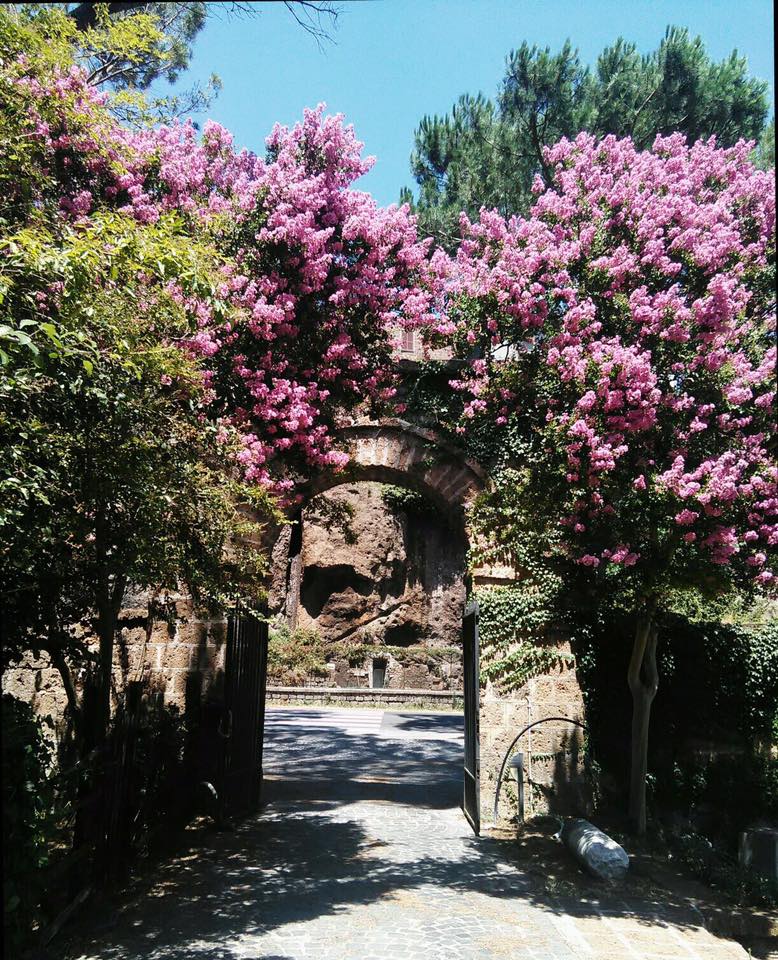 ALLA SCOPERTA DELLE ESSENZE ARBOREE: USI ANTICHI E MODERNI