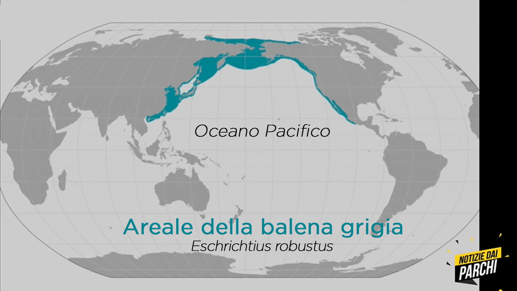 Areale della balena grigia
