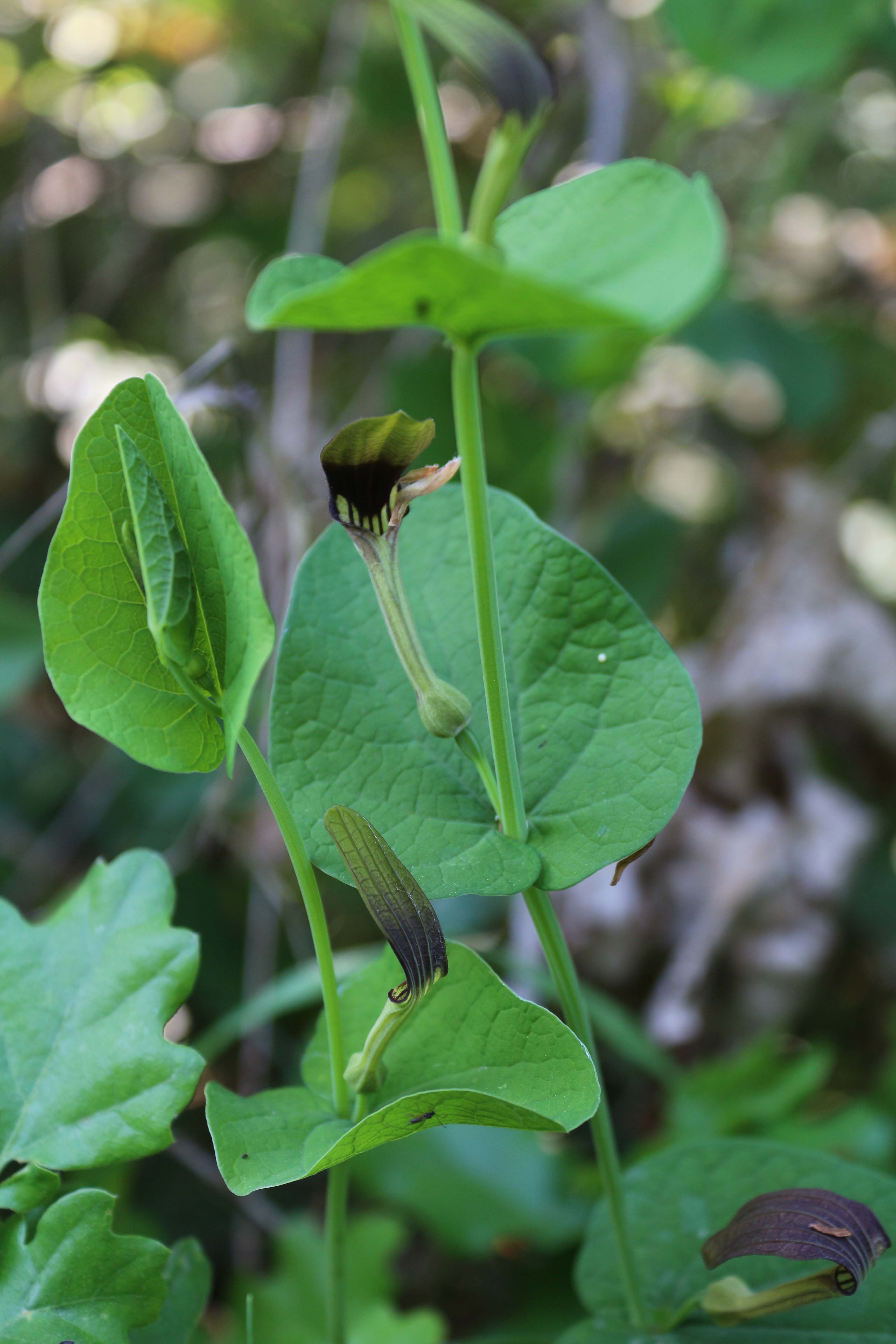 Aristolochia rotunda