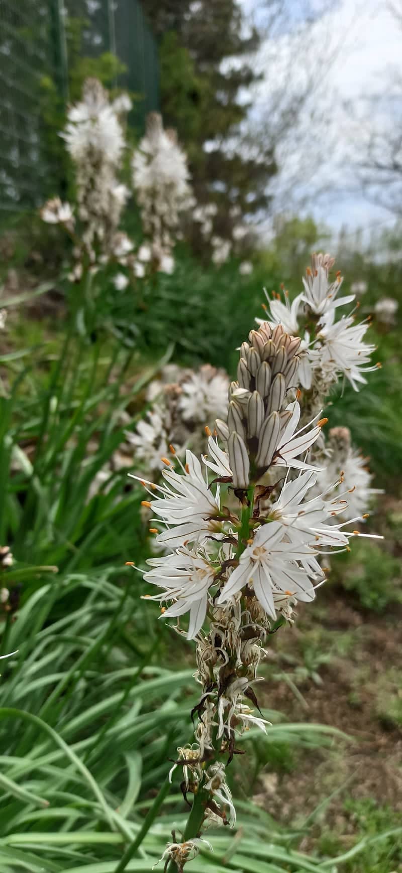 Asfodelo: il fiore che rinasce dalla cenere