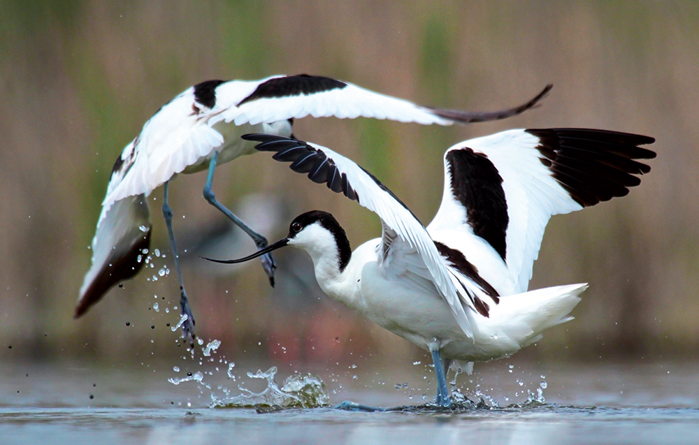 Avocette (Recurvirostra avosetta), foto di Christian Angelici
