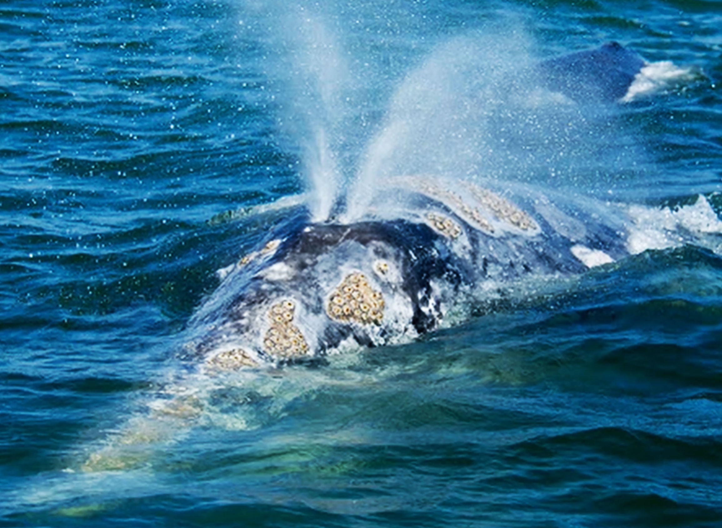 Il tipico soffio doppio a "V" delle balene