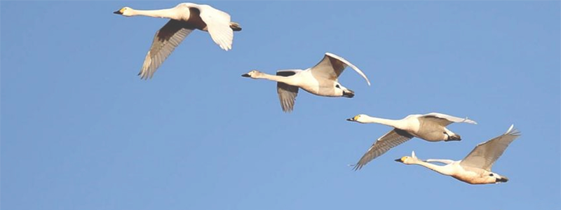 Banner dell'iniziativa