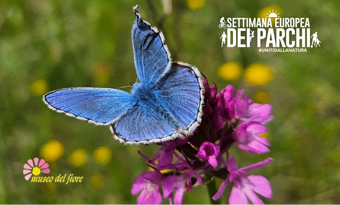 BioBlitz farfalle