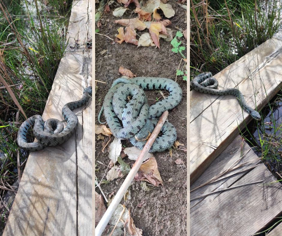 Recuperato dai Guardiaparco un esemplare di Biscia dal collare