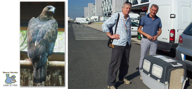 Trasferimento aquila del Bonelli