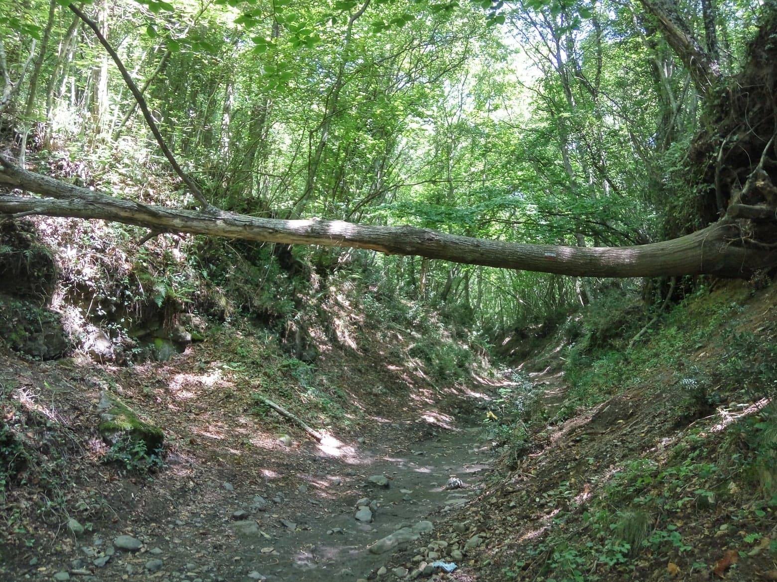 Dal bosco originario al castagno