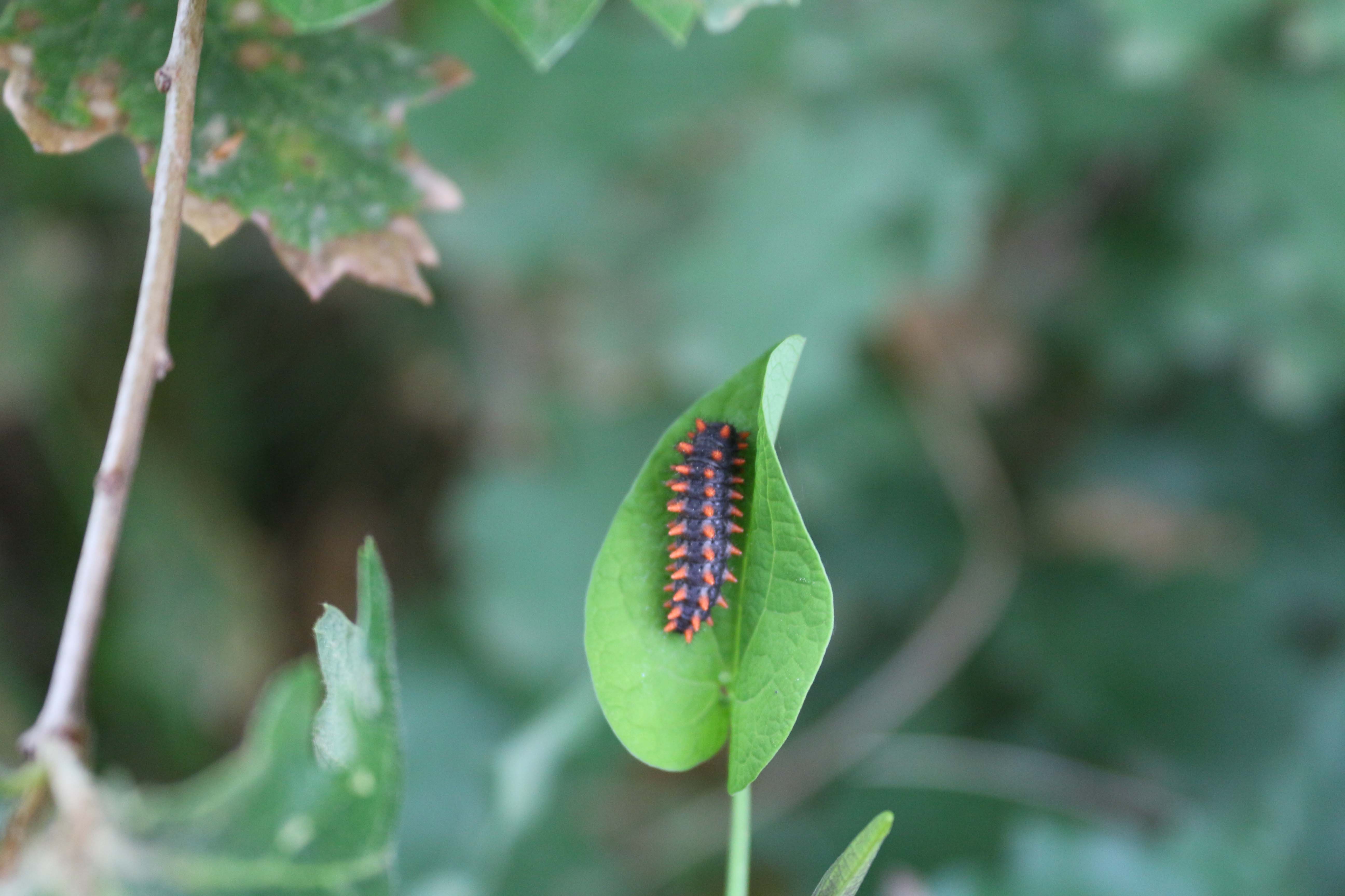 Bruco di Zerinthia cassandra su aristolochia