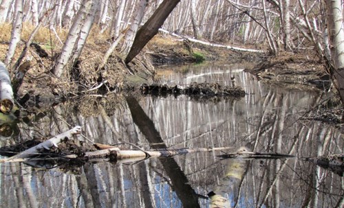 Le voci del vulcano - IL VULCANO RACCONTATO AI BAMBINI - TESORI NATURALI 2025