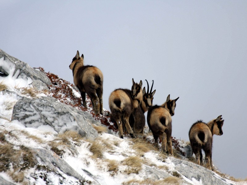 Il Camoscio appenninico Foto di PN Gran Sasso