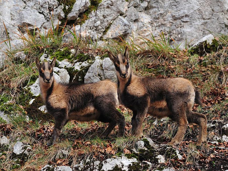 Camoscio appenninico, foto di Angela Iannarelli