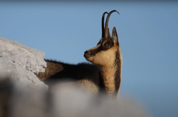 Camoscio appenninico