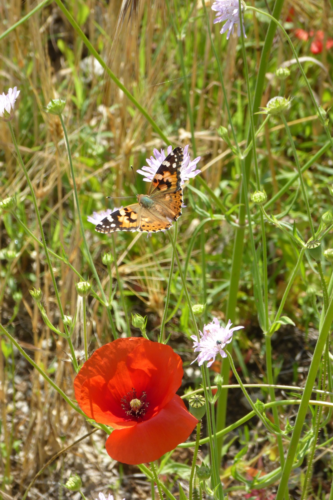 I sensi della Natura