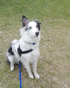 Falcor il cane di Alice la volontaria della Riserva