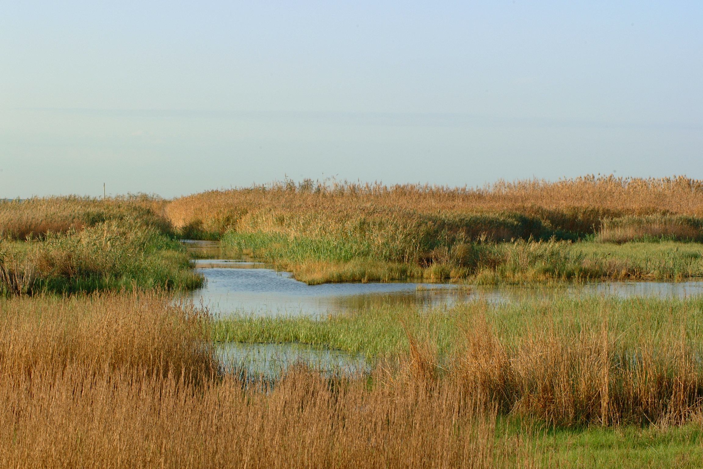 Domenica 12 maggio 2019: evento "Let's Clean up Torre Flavia"