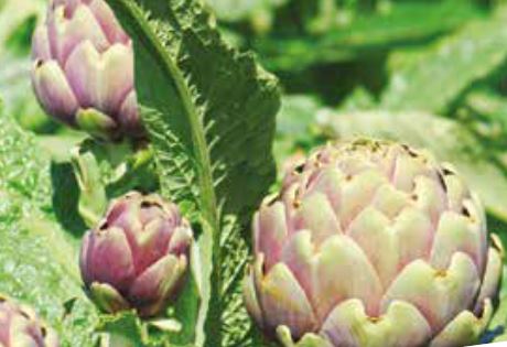 Carciofo di Tarquinia o della Maremma Viterbese