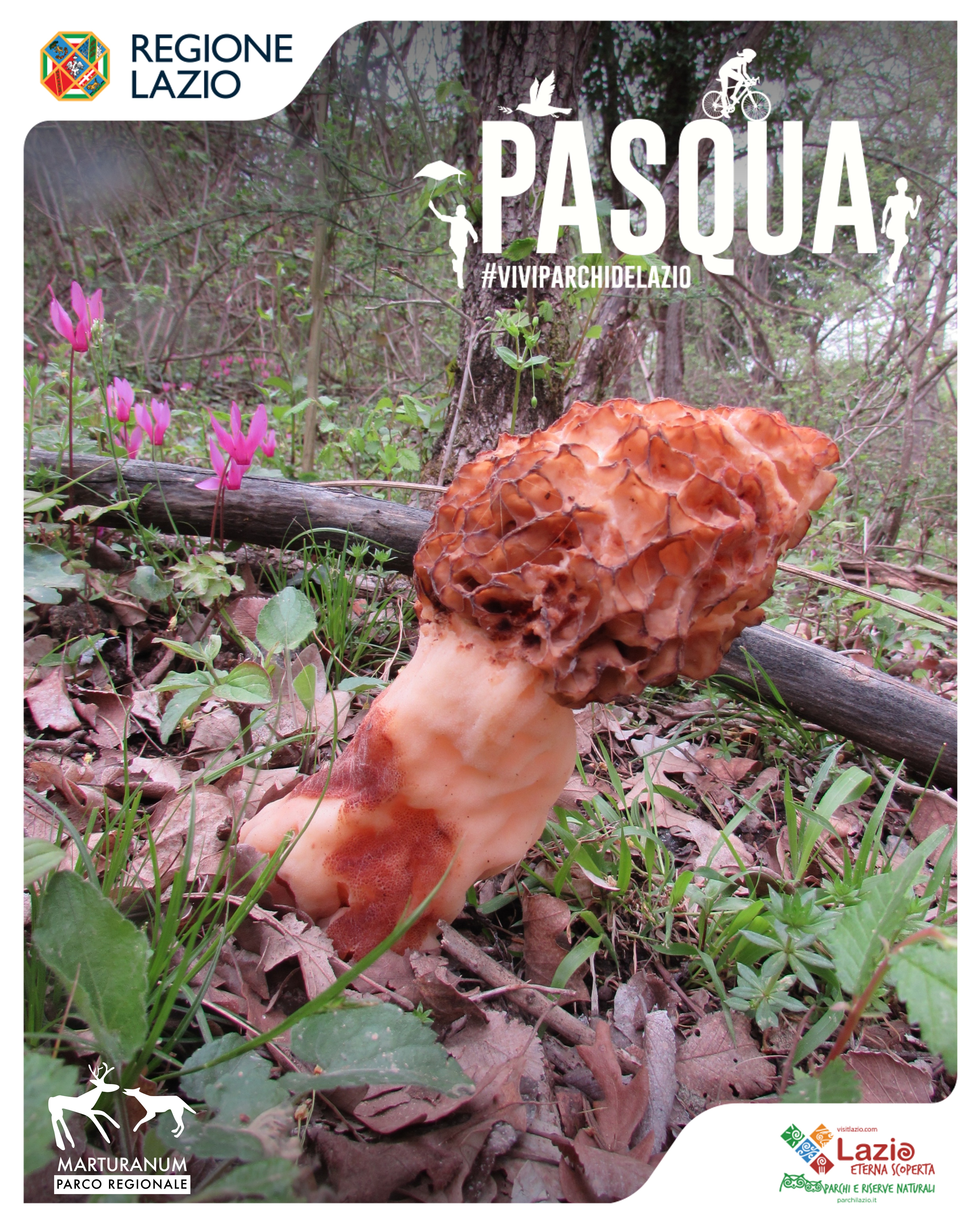 Funghi e CO2: come i funghi aiutano a contrastare l'aumento dei gas serra.