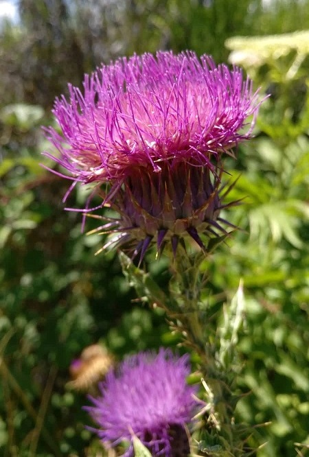 Il Cardo, una pianta pungente ma preziosa