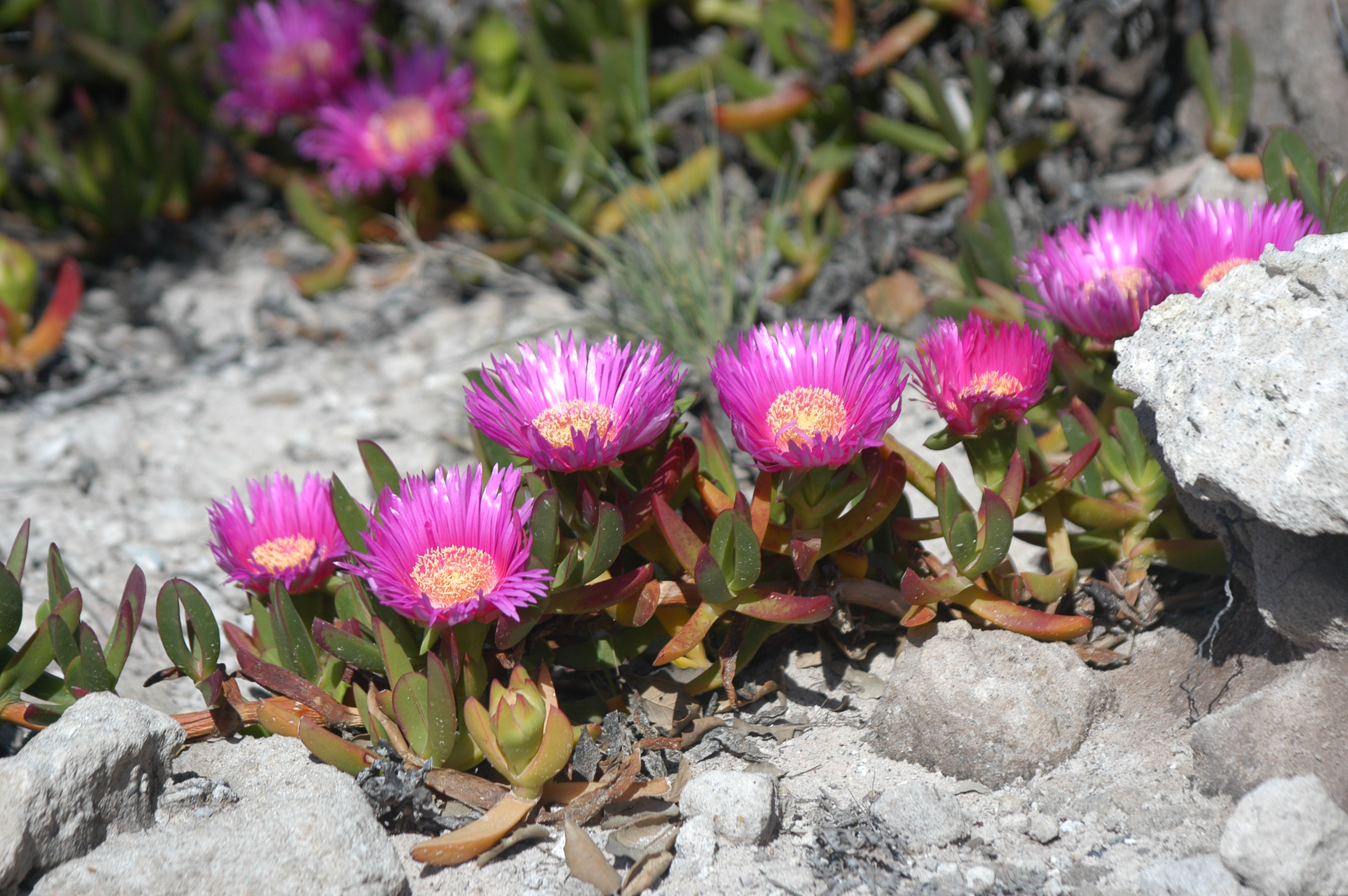 CSMON - Life - Scoprinatura al Litorale Romano