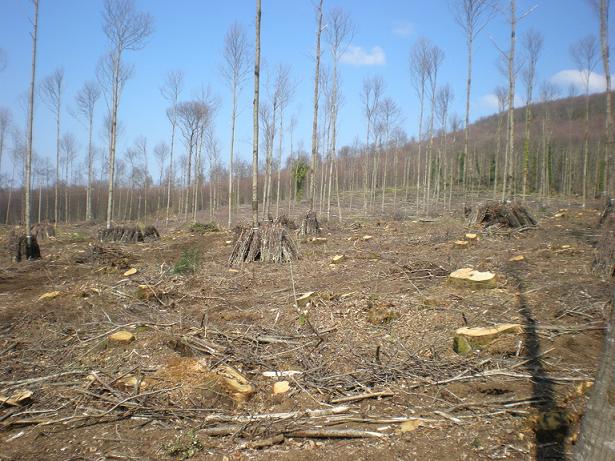 Chi taglia i boschi nel Parco