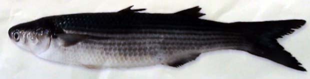 Pesce Cefalo Calamita