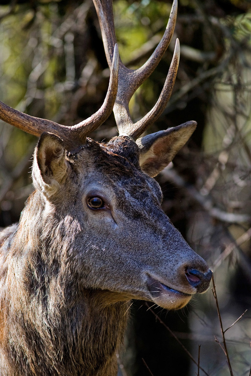 Foto Cristina Annibali