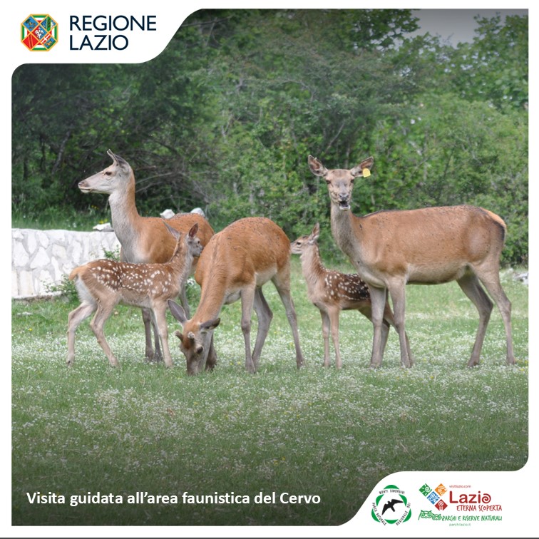 Alla scoperta del Cervo