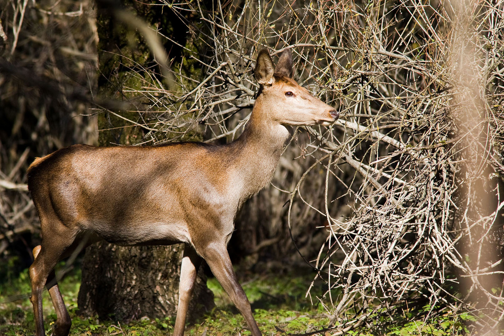  Foto Cristina Annibali 