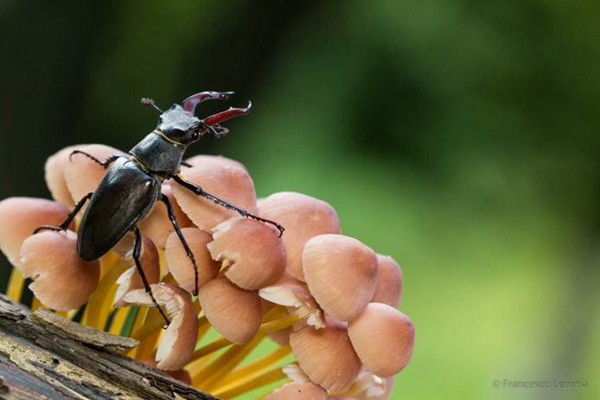 Cervo volante maschio - Foto Francesco Lemma