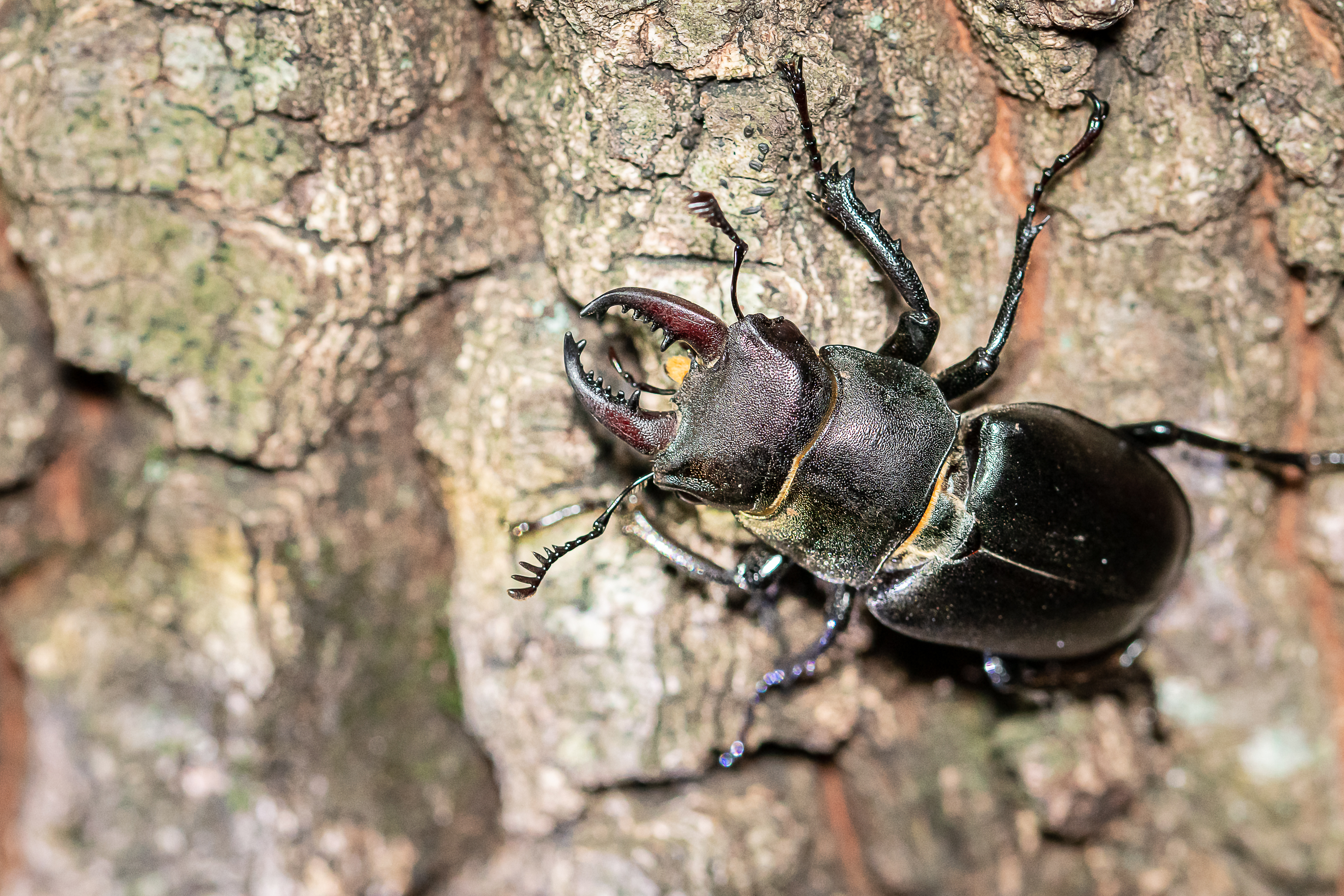 Cervo volante minore (foto di Stefano Battaglini)
