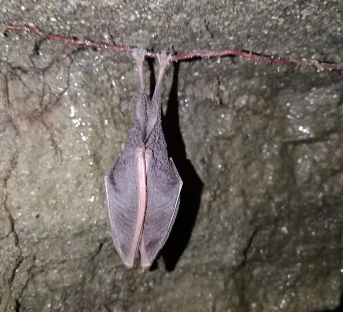 Chiusura stagionale dell'Emissario di Nemi e della Grotta del "Bosco del Piantato"