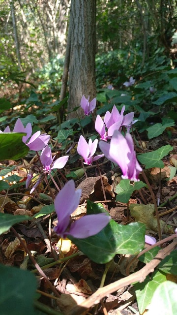 Ciclamini, foto di Fabrizio Arpaia