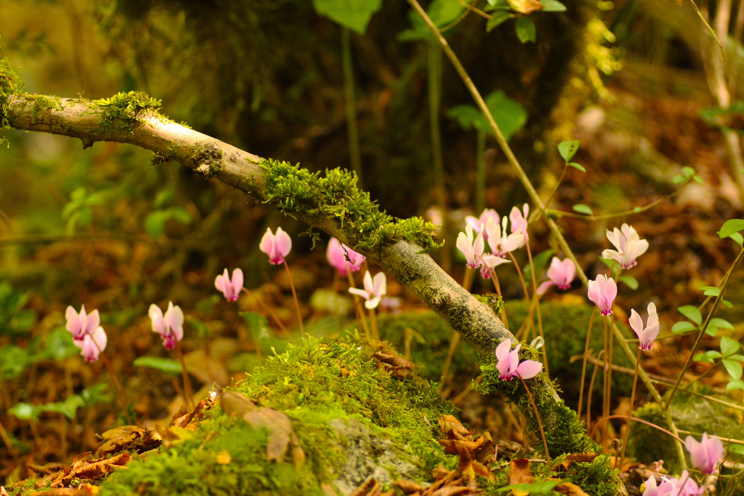Natura e storia nel bosco di Gattaceca