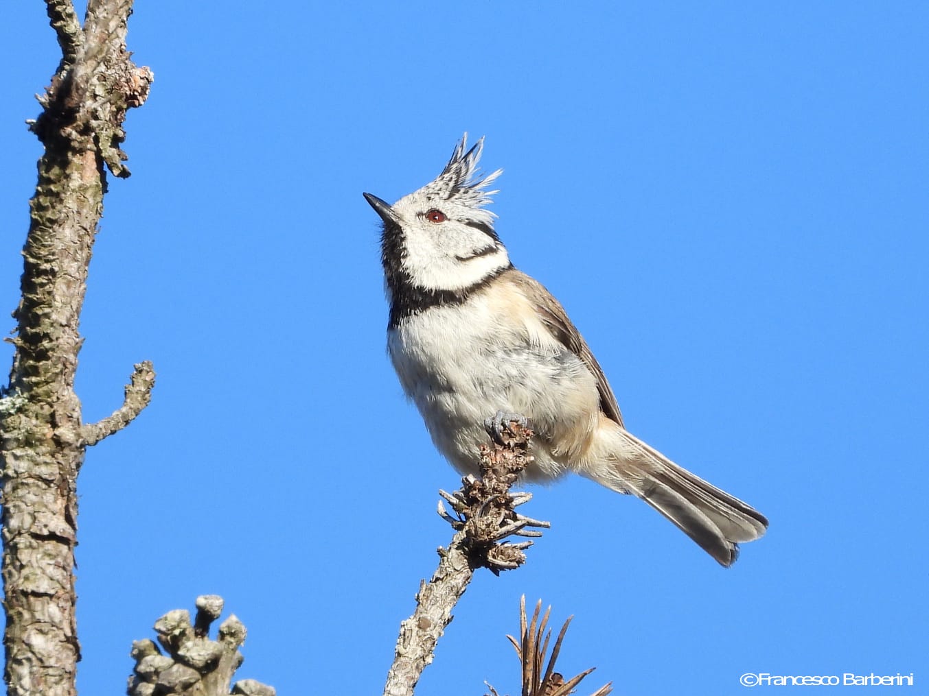 Ali e piume da proteggere