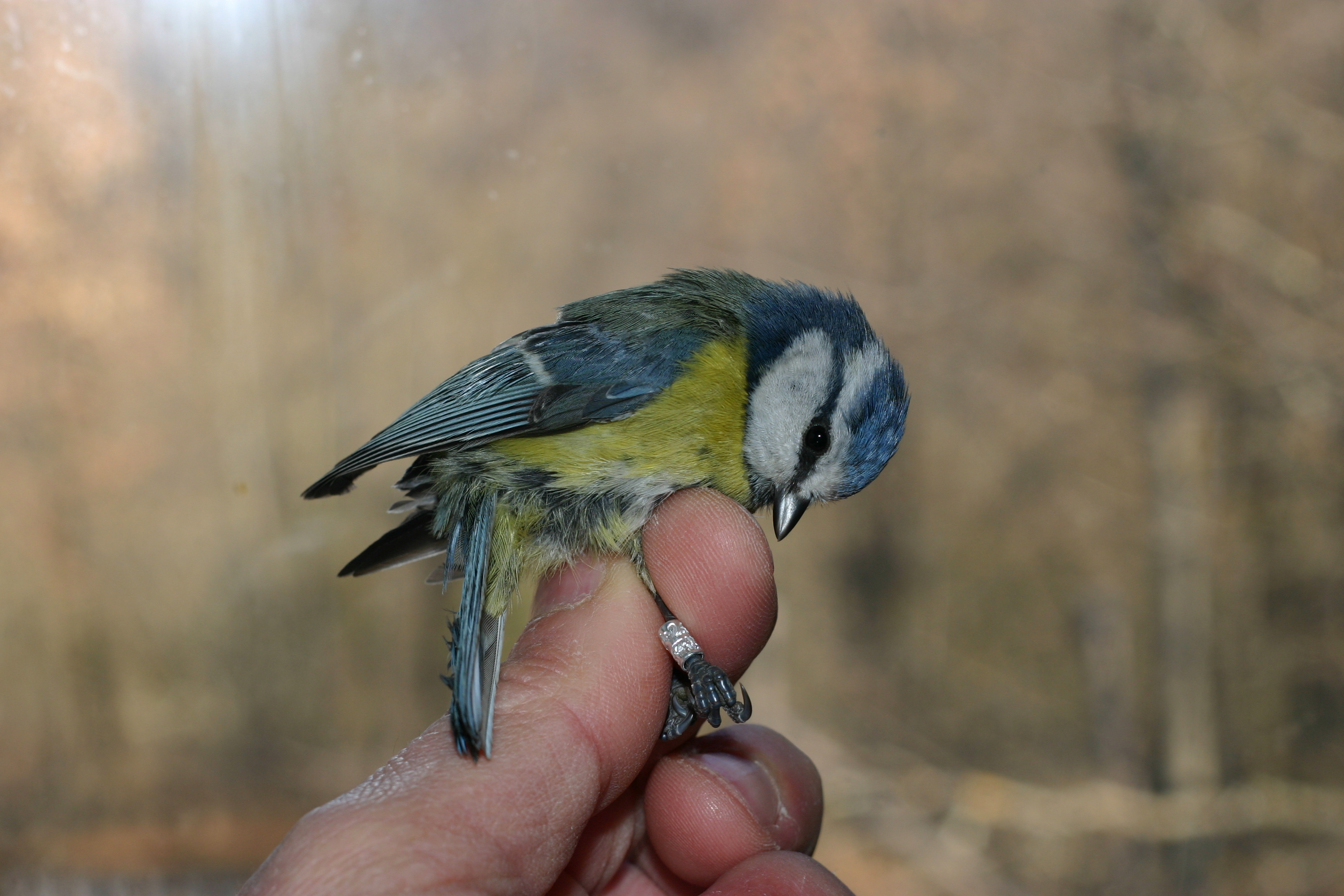 Cinciarella inanellata