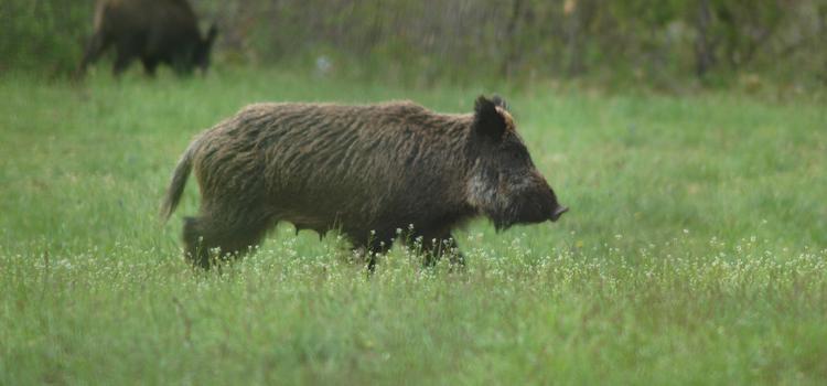 Manifestazione di interesse per la cattura dei cinghiali nelle aziende agricole nel Parco di Veio