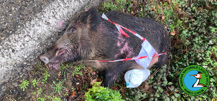 Cinghiale ucciso dall'impatto con una autovettura