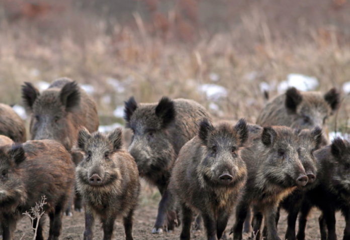 cinghiali - foto Web