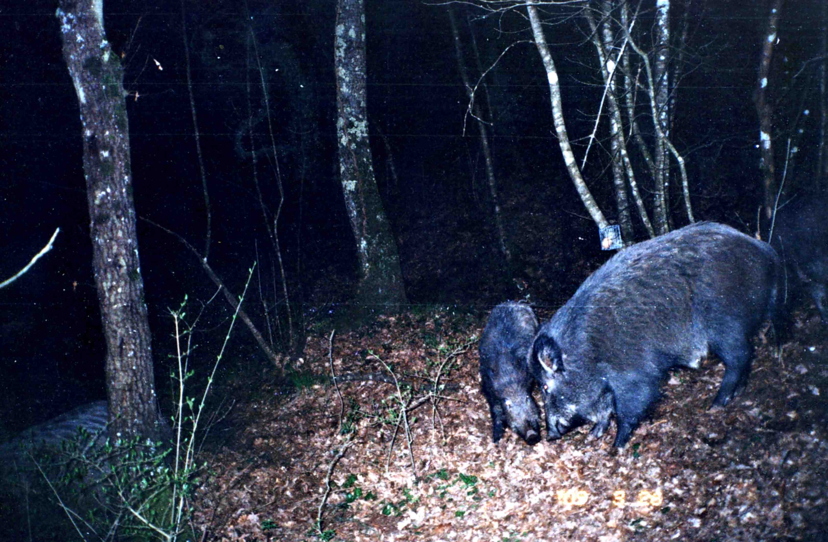 Cinghiali sorpresi nel Parco