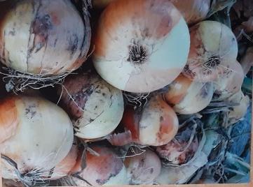 Crema di cipolla dorata bio