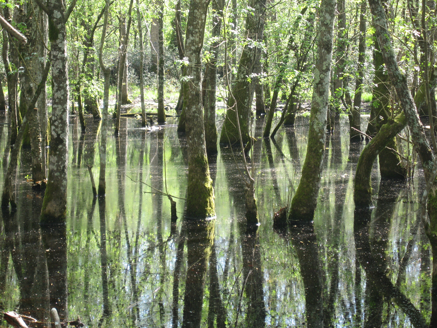 Parco Nazionale del Circeo - Avviso pubblico